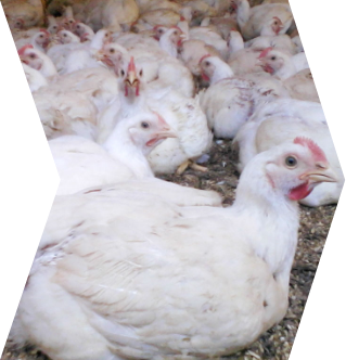 3. Parte de uma foto, com vários frangos, de penugem branca, dentro de um aviário.