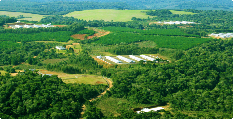 Foto horizontal, com vista aérea e distante da estrutura de granja de aves no interior de Guarapuava, onde predomina a cor verde da vegetação.