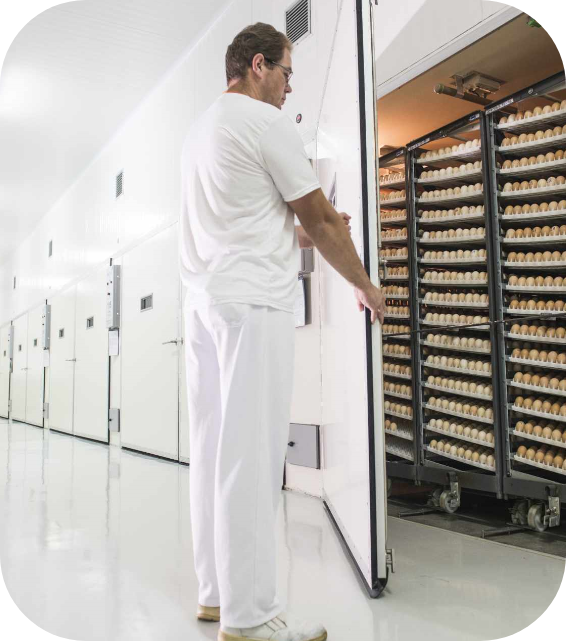 Foto vertical de homem, visto de lado, vestindo uniforme branco, em frente a um equipamento de armazenamento de ovos em um incubatório.