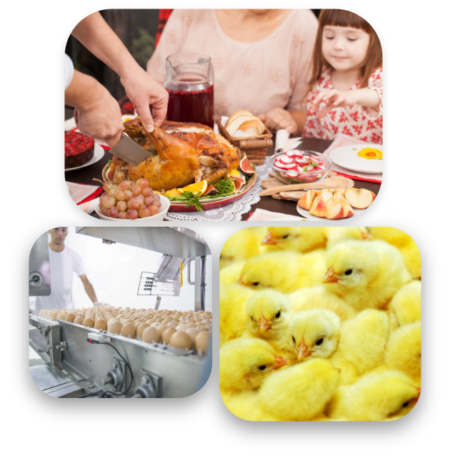 Trio de fotos “O que nos move”:  1. Foto de uma família sorridente, formada por um casal, duas crianças pequenas e uma idosa, à mesa, com um frango assado, taças de vinho e outros alimentos. 2. Foto de um homem com uniforme branco, em frente a um maquinário de seleção, cheio de ovos organizados sobre ele.3. Foto em close, com vários pintinhos amarelos, bem próximos uns dos outros.